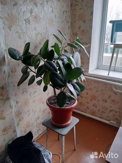 Фикус каучуконосный