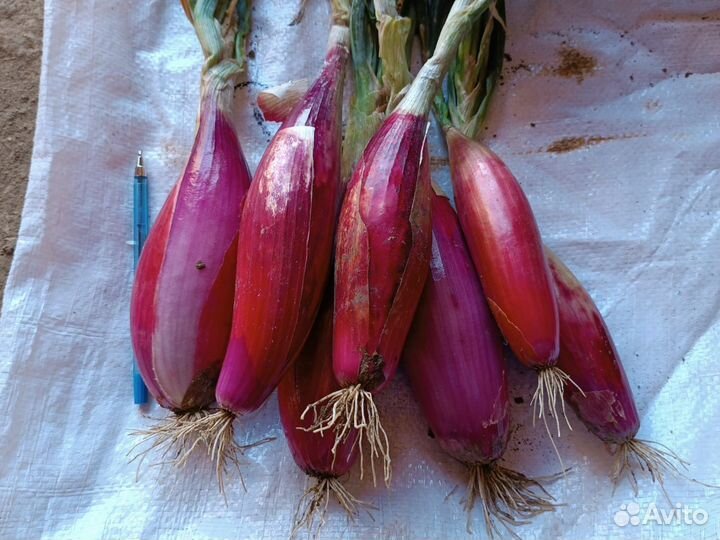 Лук шалот