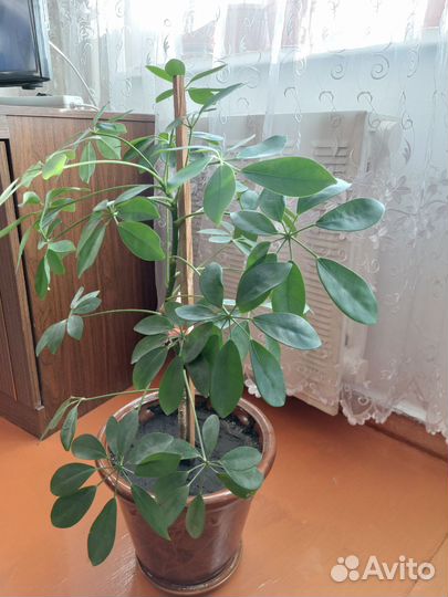 Комнатные растения цветы большие