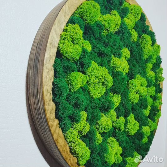 Панно стабилизированный мох круг в раме