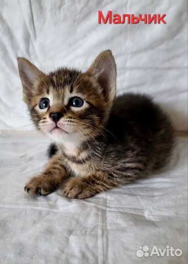 Ориентальные котята