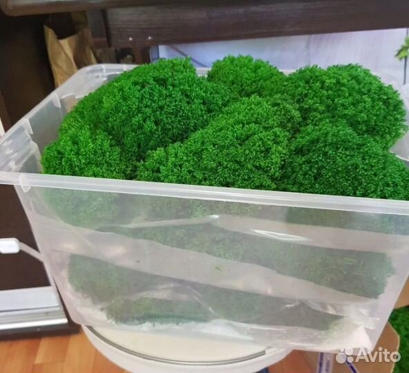 Премиум кочки королевского ягеля moss premium