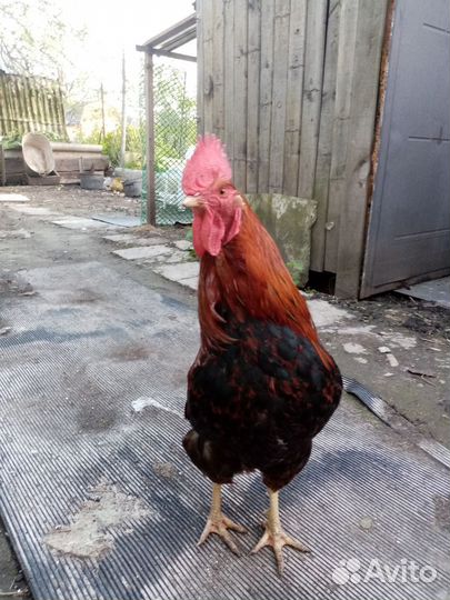 Петух домашний