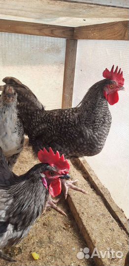 Петух доминант