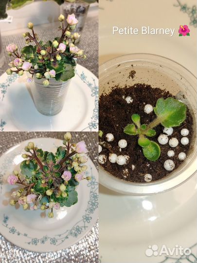 Сортовые фиалки