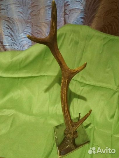 Рог оленя