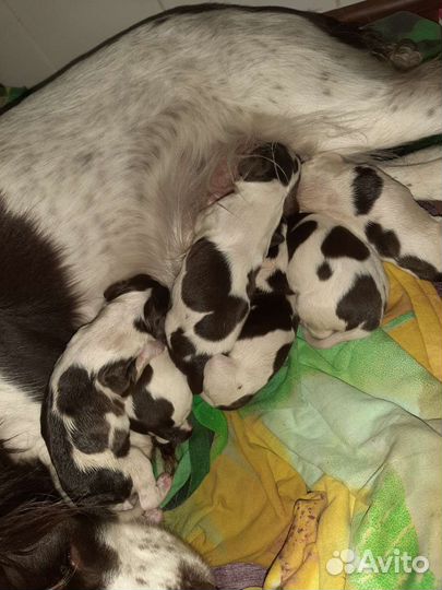 Английский спрингер спаниель полевого разведения