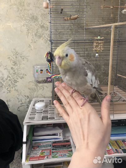Попугай корелла ручной 4м