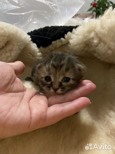 Котята в добрые руки даром