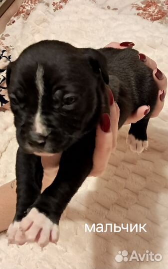 Продам щенков амстафа