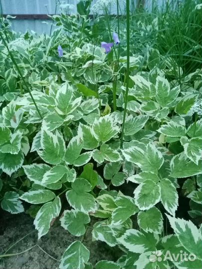 Сныть вариегатная