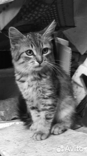 Верю в чудо