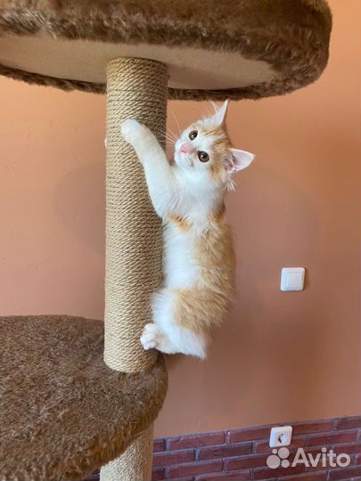 Котенок кот рыжий белый в добрые руки бесплатно