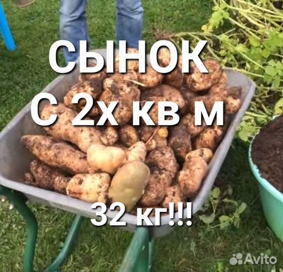 Семенная картошка неприхотливые урожайные сорта