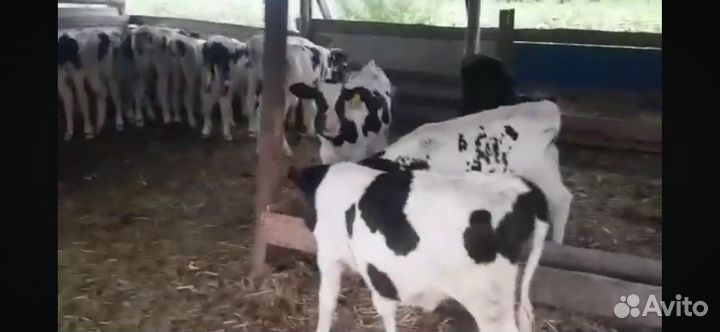 Бычки 1-5 месяцев