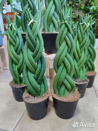 Сансевиерия Цилиндрика