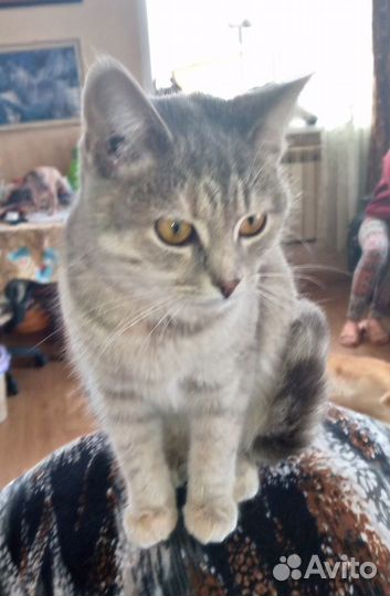 Котенок в добрые руки