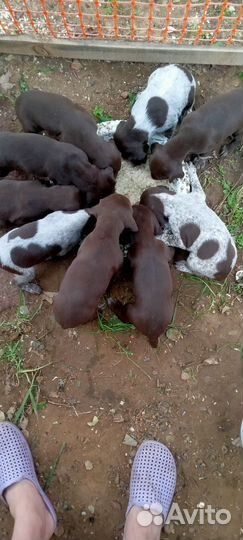 Щенки курцхаара