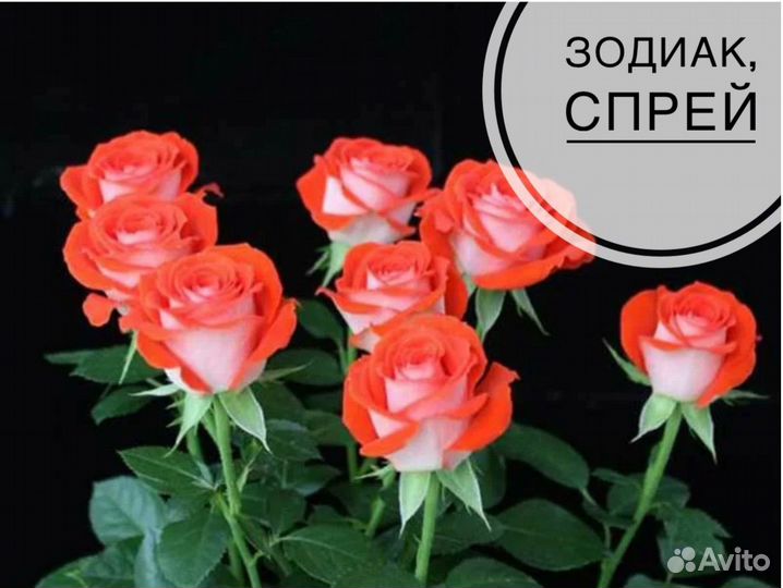 Саженцы роз