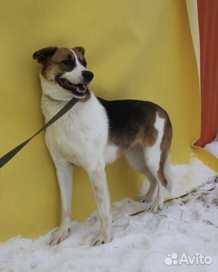 Собака без уха в добрые руки