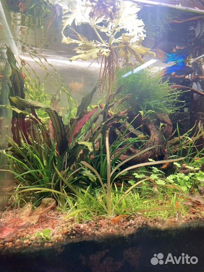 Набор аквариумных растений - прополка