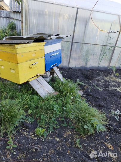 Пчелосемьи