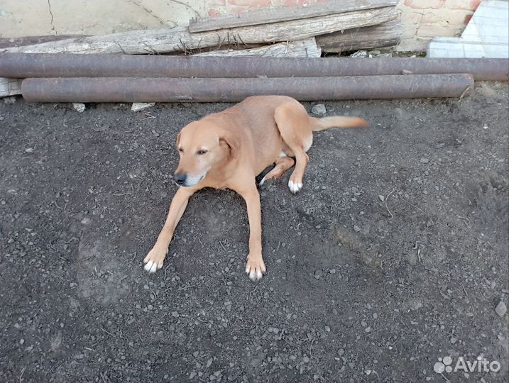 Щенки русской гончей