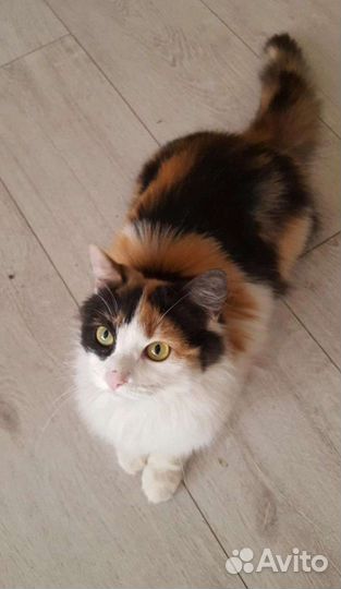 Кошка в добрые руки