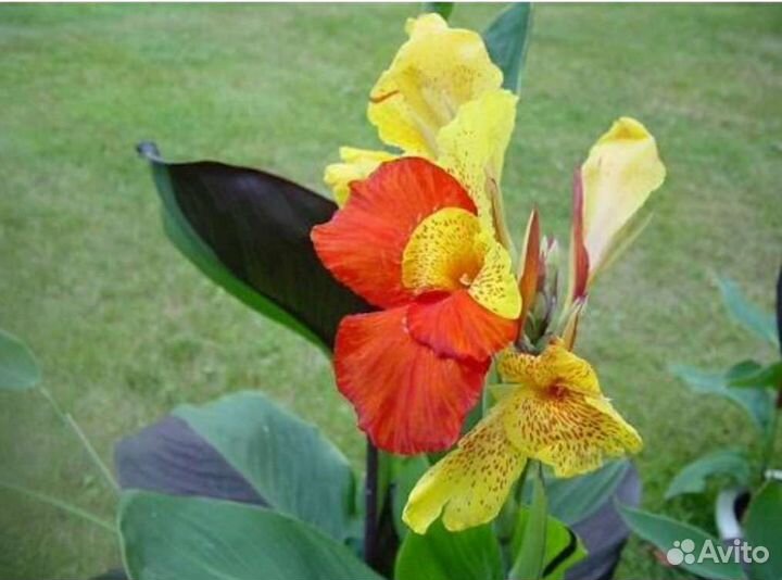 Канны клубни