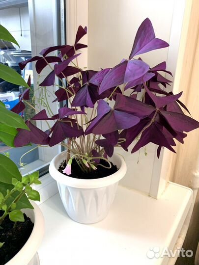 Кислица оксалис