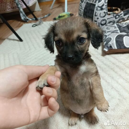 Собака в добрые руки отдам бесплатно