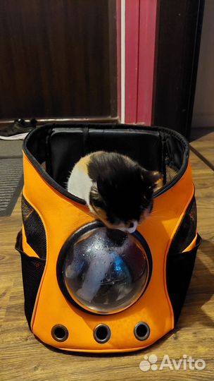 Переноска для кошек и собак. рюкзак
