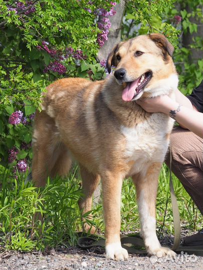 Собака Боцман