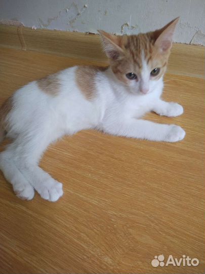 Шикарный мальчик