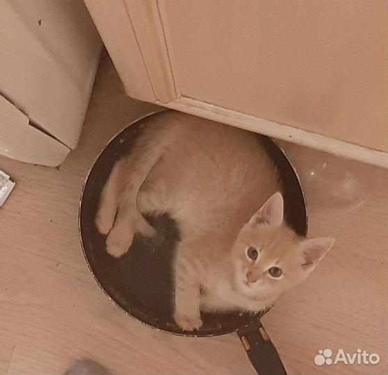 Котёнок