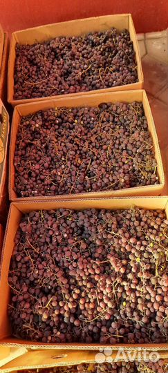 Виноград Изабелла ягоды