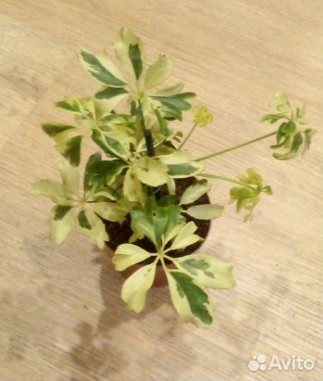 Комнатные цветы шефлера