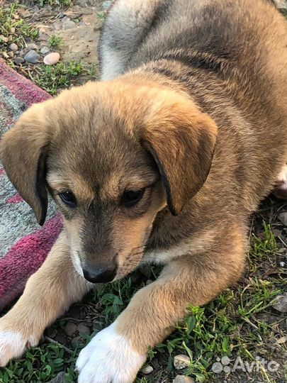 Собака в добрые руки отдам бесплатно