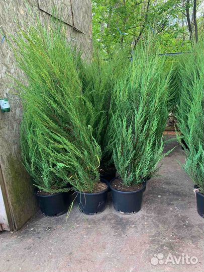 Можжевельник Блю Эрроу С3