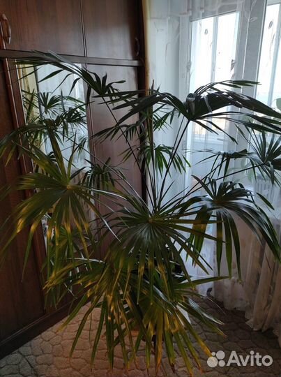 Пальма веерная