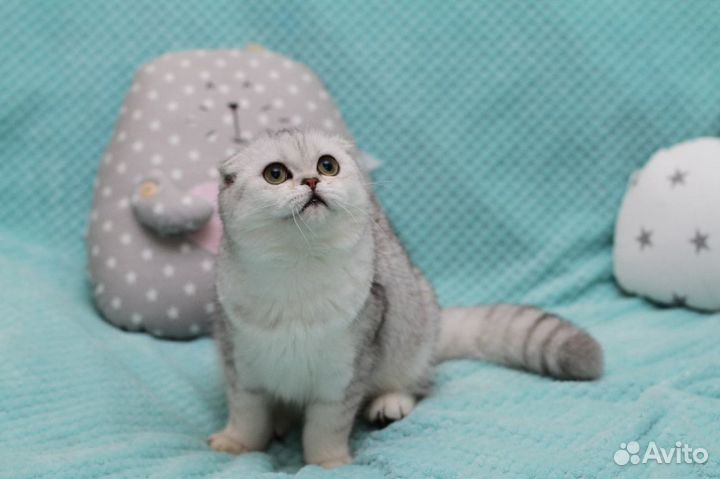 Скоттиш-фолд, серебристая, золотая шиншилла отдам
