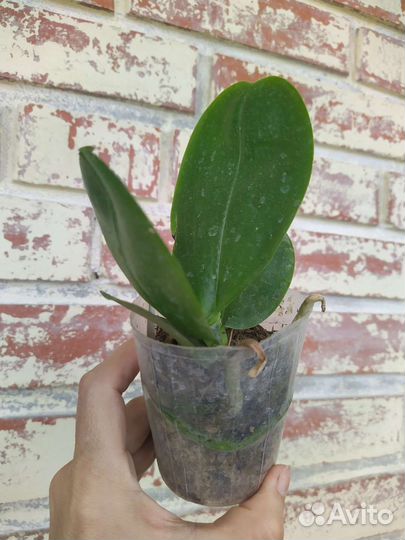 Орхидея Бабочка P.Mituo King ‘ES’