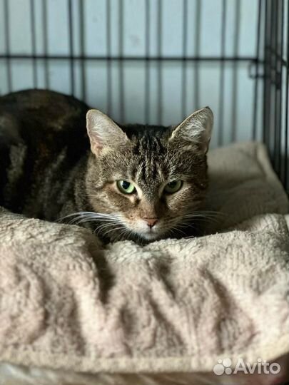 Кошка, девочка