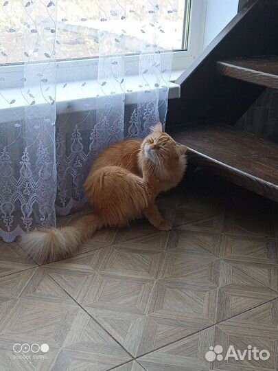 Кошка в дар