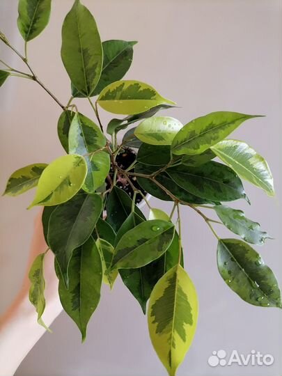 Фикус Регидан