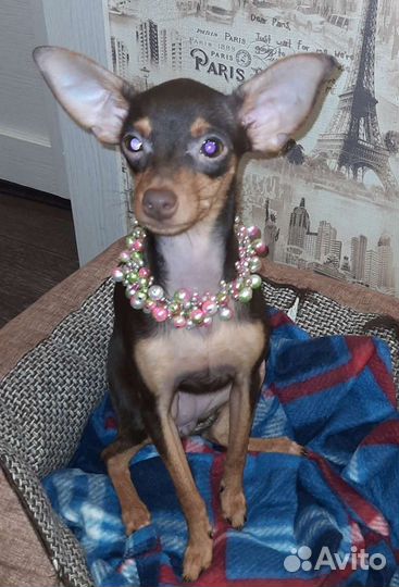 Чокер из бисера для собак