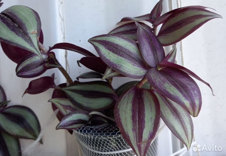 Зебрина плетистая