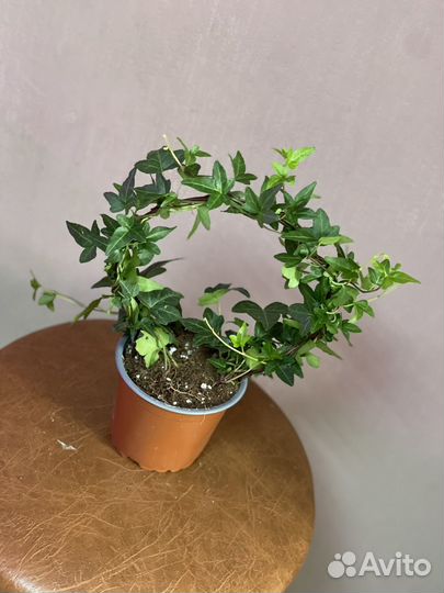 Плющ хедера сформированная высота 35 см