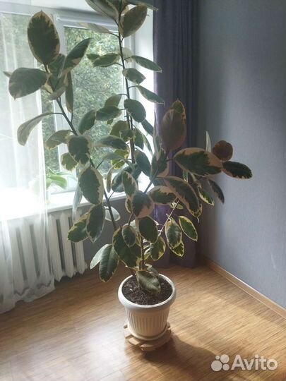 Фикус бенджамина пестролистный