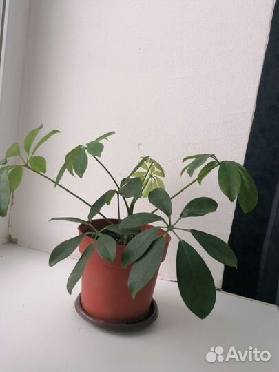 Шефлера вариегатная